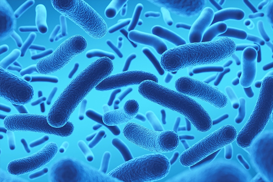 probiotics rod shaped